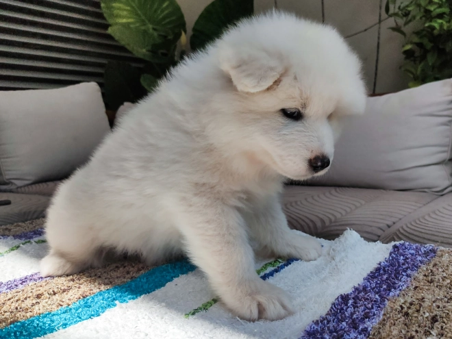 Perros Samoyedo en venta