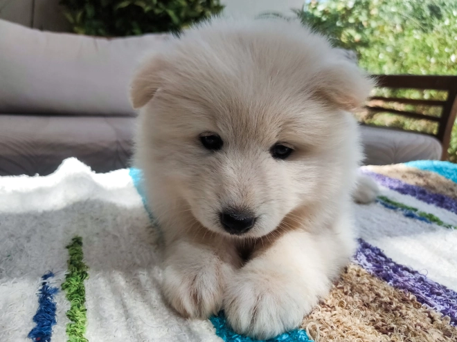 Perros Samoyedo en venta