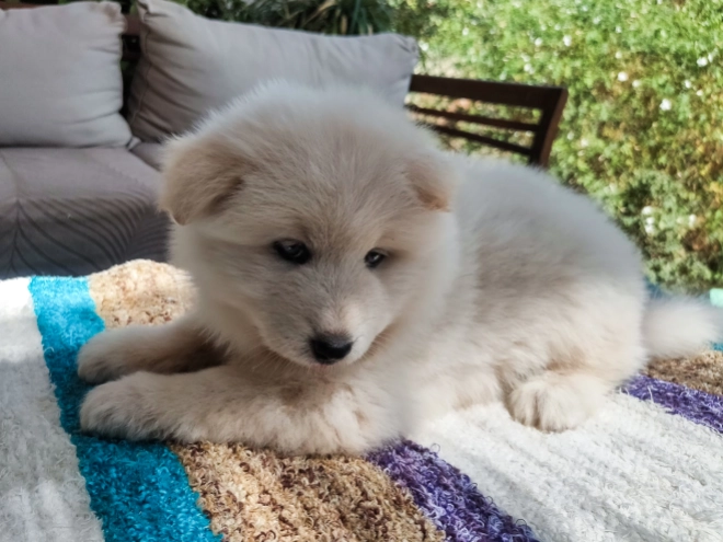 Perros Samoyedo en venta