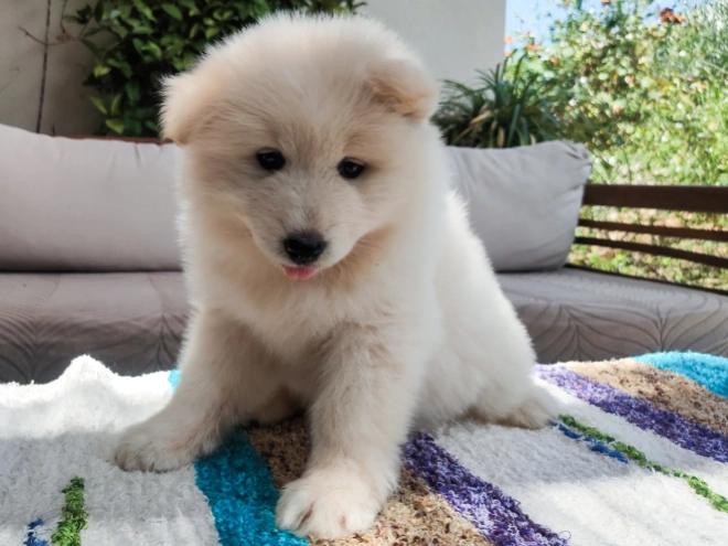 Perros Samoyedo en venta
