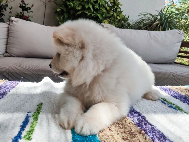 Perros Samoyedo en venta