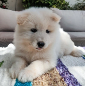 Perros Samoyedo en venta