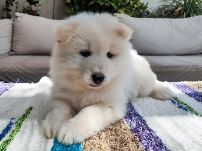 Perros Samoyedo en venta