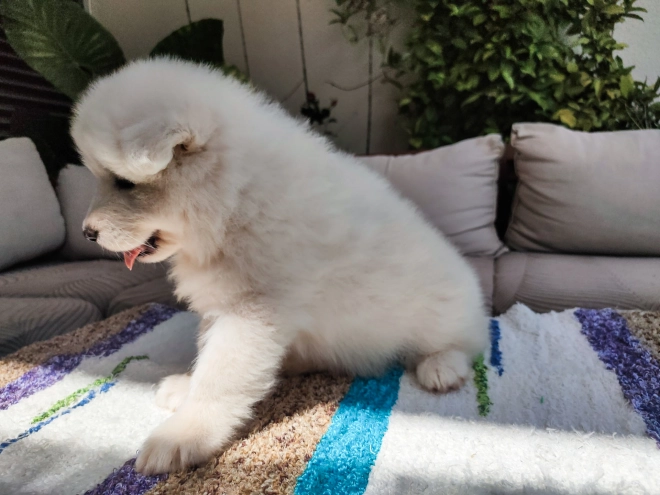 Perros Samoyedo en venta