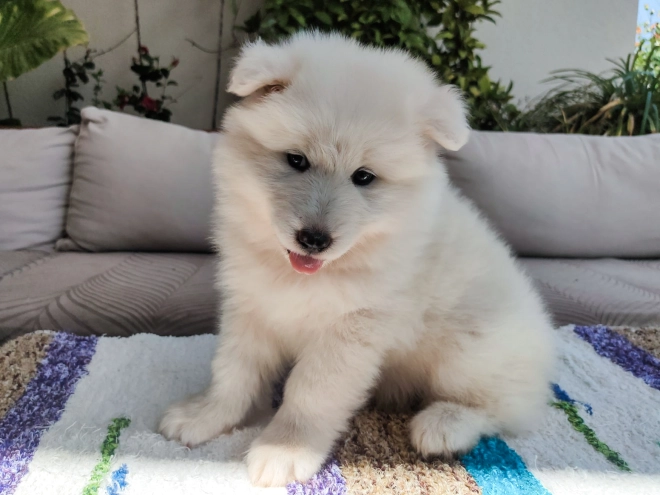 Perros Samoyedo en venta