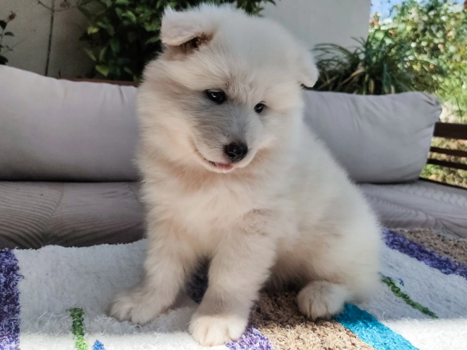 Perros Samoyedo en venta