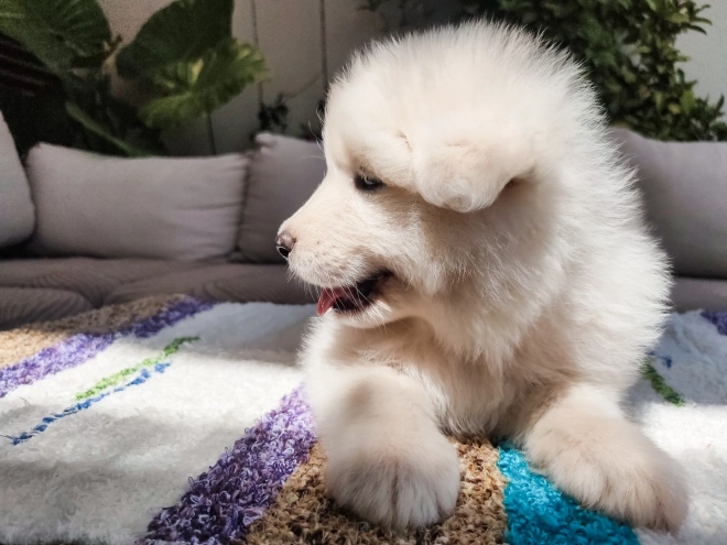Perros Samoyedo en venta