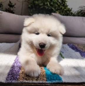Perros Samoyedo en venta