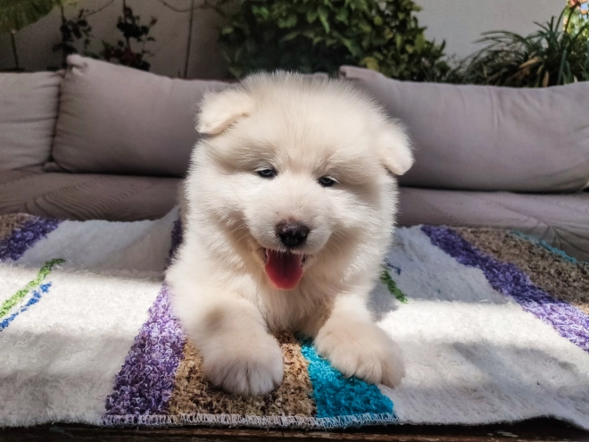 Perros Samoyedo en venta