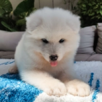 Angel, white Samojede Welpen kaufen