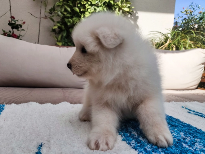 Perros Samoyedo en venta