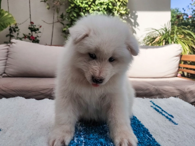 Perros Samoyedo en venta