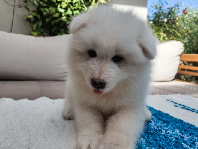 Perros Samoyedo en venta