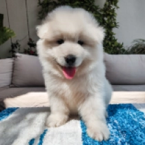 Coco, white Samojede Welpen kaufen