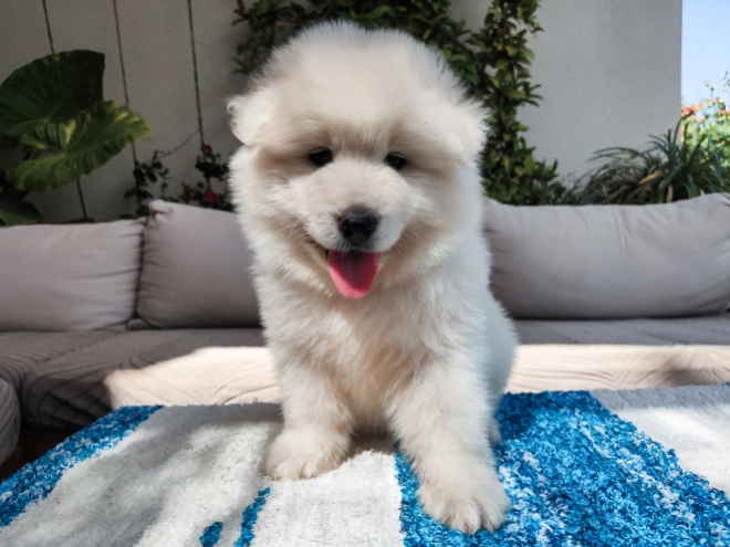 Perros Samoyedo en venta