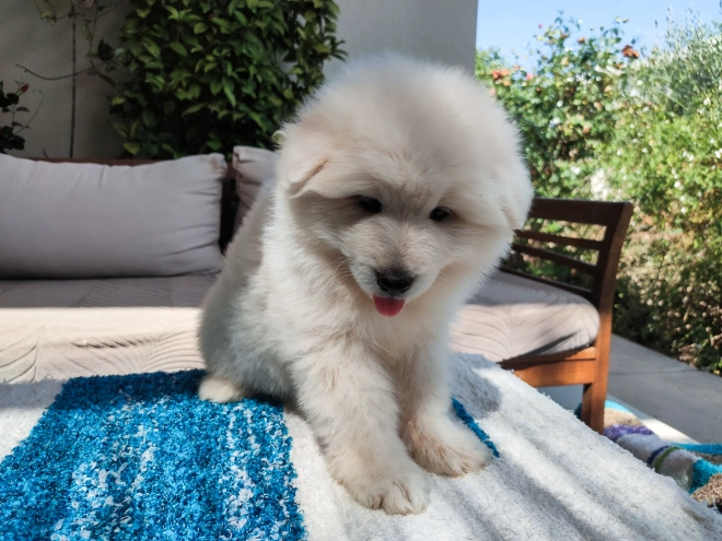 Perros Samoyedo en venta