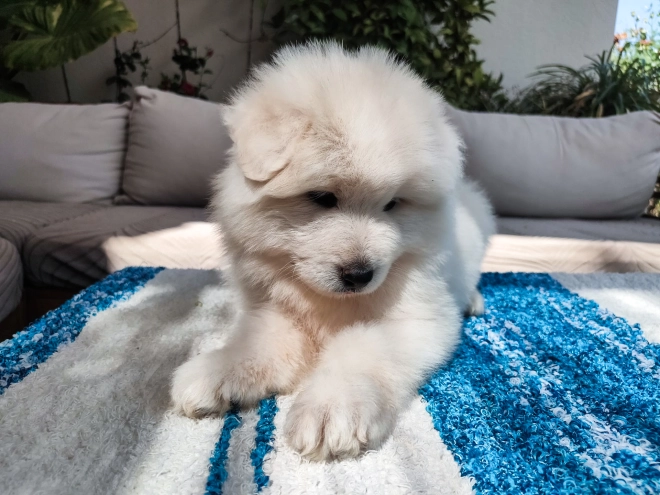 Perros Samoyedo en venta