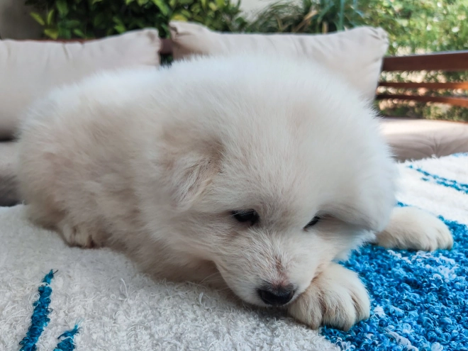 Samoyed puppy for sale