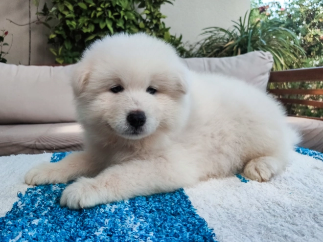 Samoyed puppy for sale