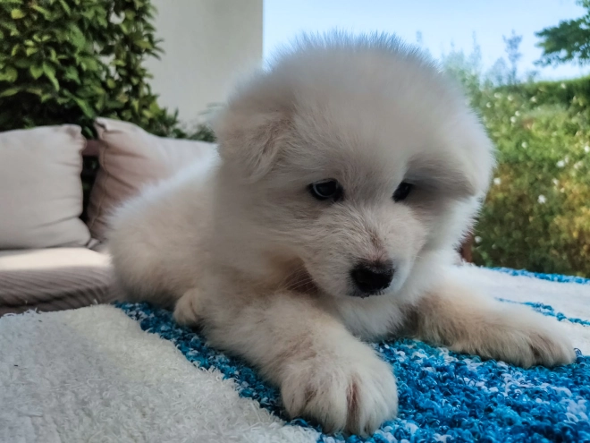 Samoyed puppy for sale