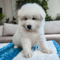 Pikachu, white Samojede Welpen kaufen
