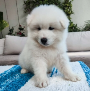 Perros Samoyedo en venta