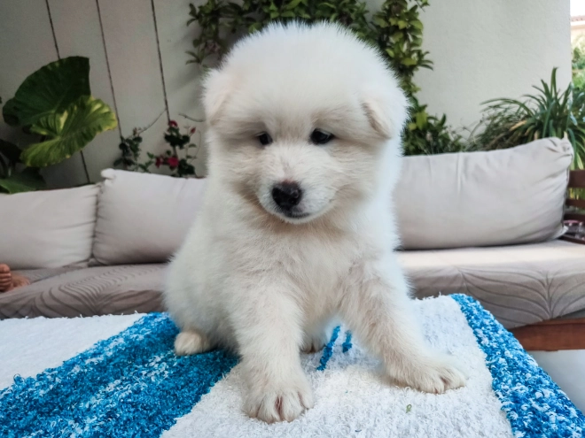 Samoyed puppy for sale