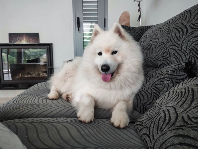 Perros Samoyedo en venta