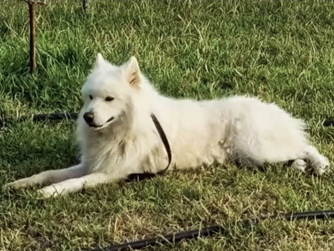 Perros Samoyedo en venta