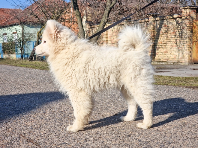 Perros Samoyedo en venta