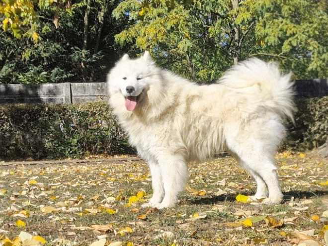 Samoyed puppy for sale