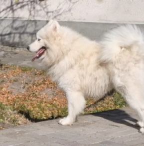 Perros Samoyedo en venta
