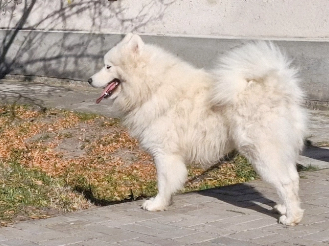 Samoyed puppy for sale
