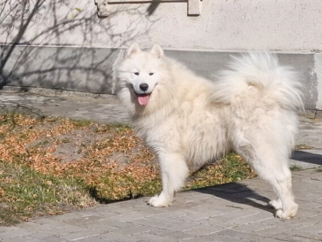 Samoyed puppy for sale