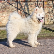 Samoyed puppy for sale
