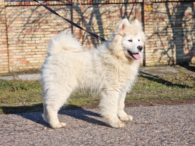 Perros Samoyedo en venta
