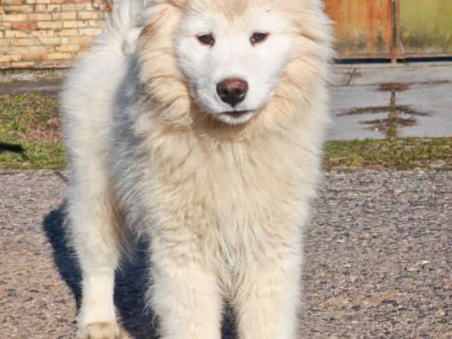 Perros Samoyedo en venta