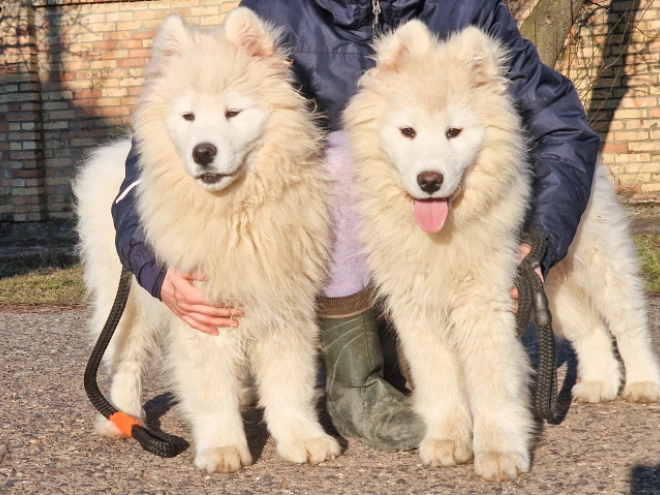 Perros Samoyedo en venta