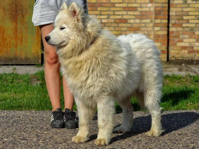 Samoyed puppy for sale