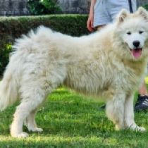 Murphy, white Samojede Welpen kaufen
