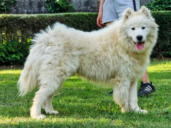 Samoyed puppy for sale