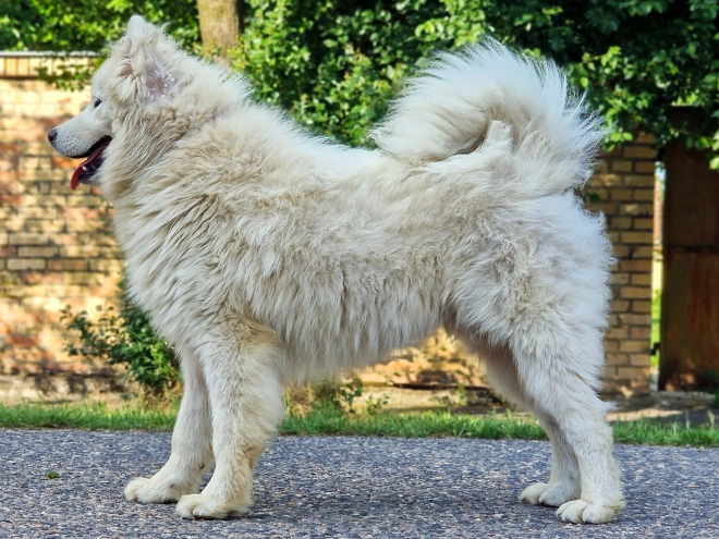 Samoyed puppy for sale