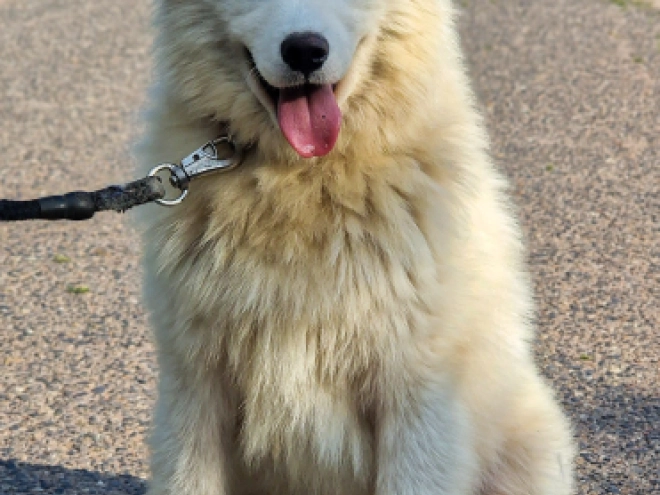 Samoyed puppy for sale