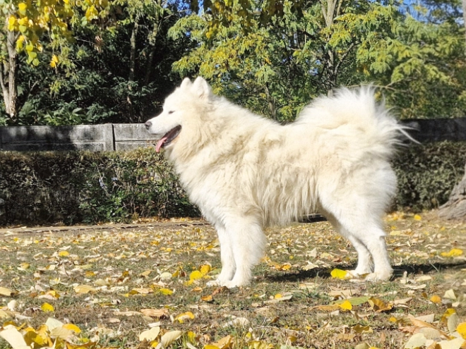 Samoyed puppy for sale