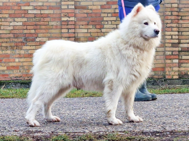 Perros Samoyedo en venta