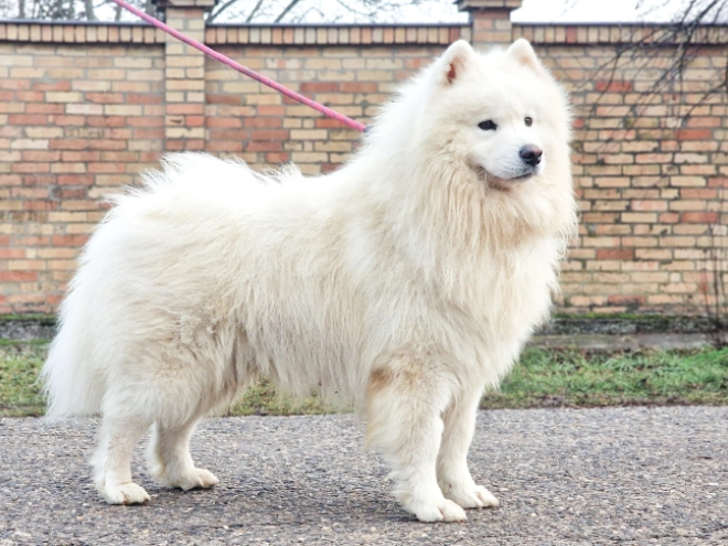 Perros Samoyedo en venta