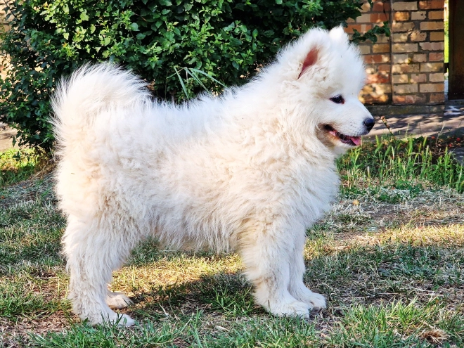 Perros Samoyedo en venta
