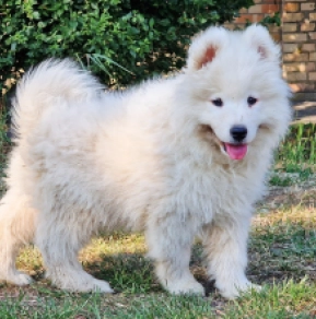Perros Samoyedo en venta