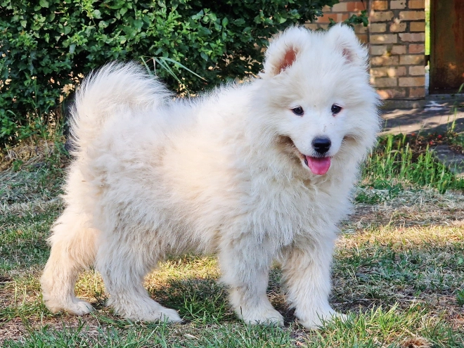 Perros Samoyedo en venta