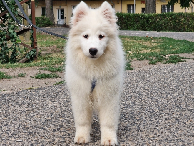 Samoyed puppy for sale